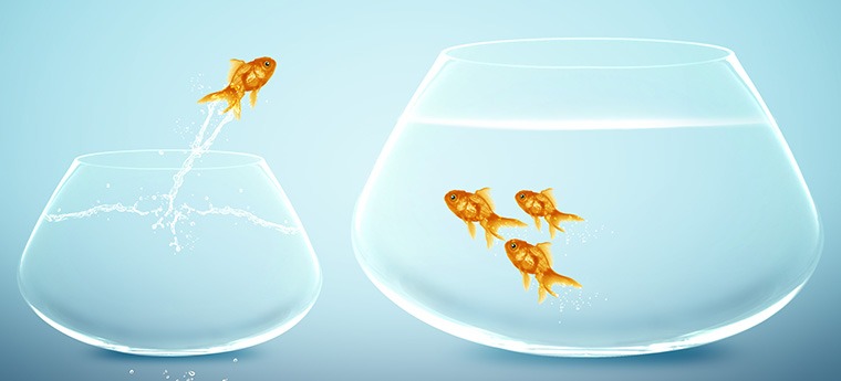 Gold fish jumping into a bigger fish bowl